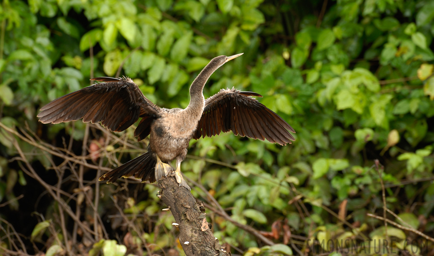 Anhinga anhinga [400 mm, 1/25 sec at f / 6.3, ISO 200]